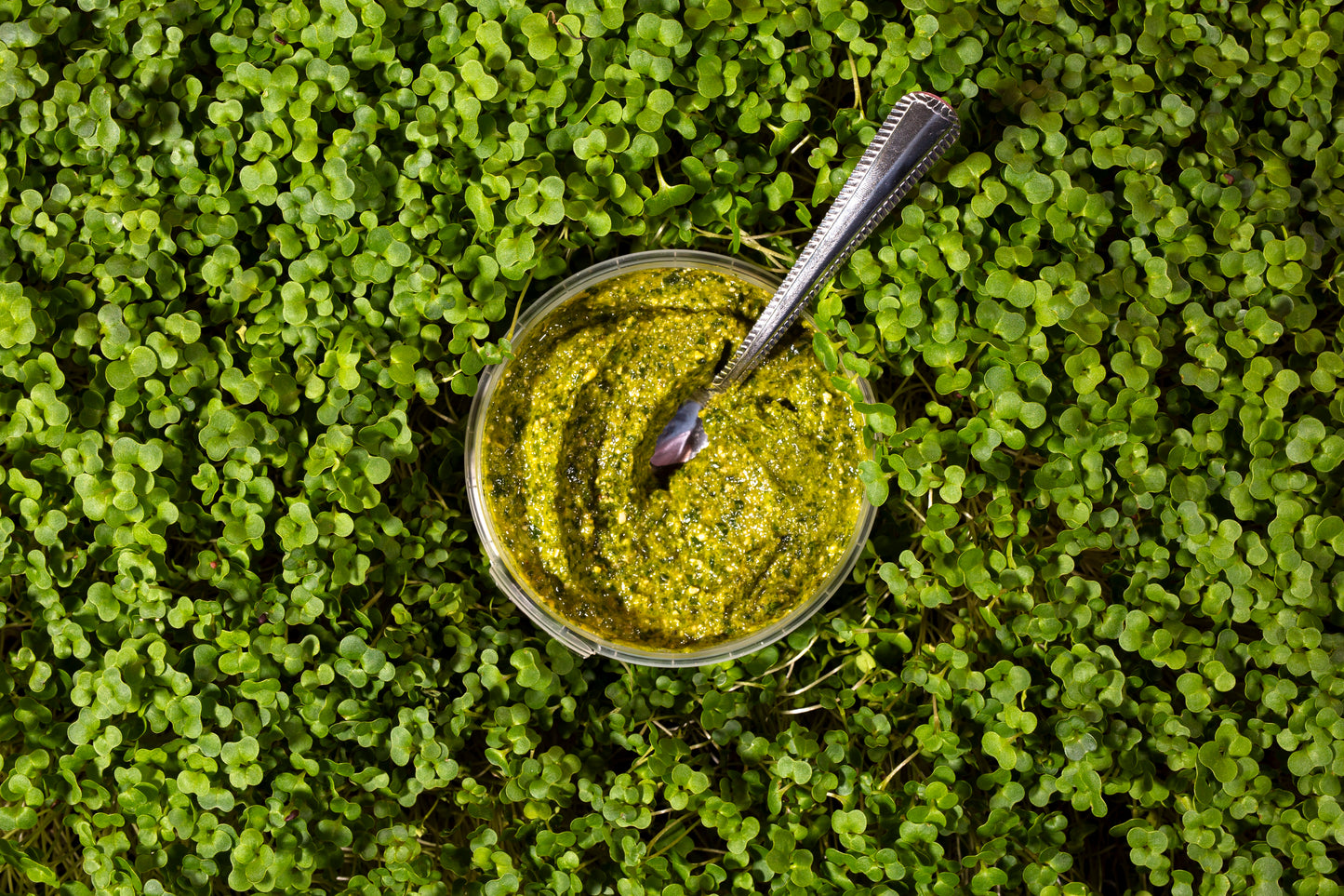 Broccoli Microgreen, Basil and Cashew Pesto